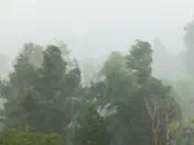 Storm passes through a forest