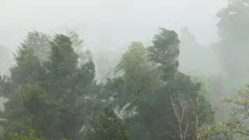 Storm passes through forest